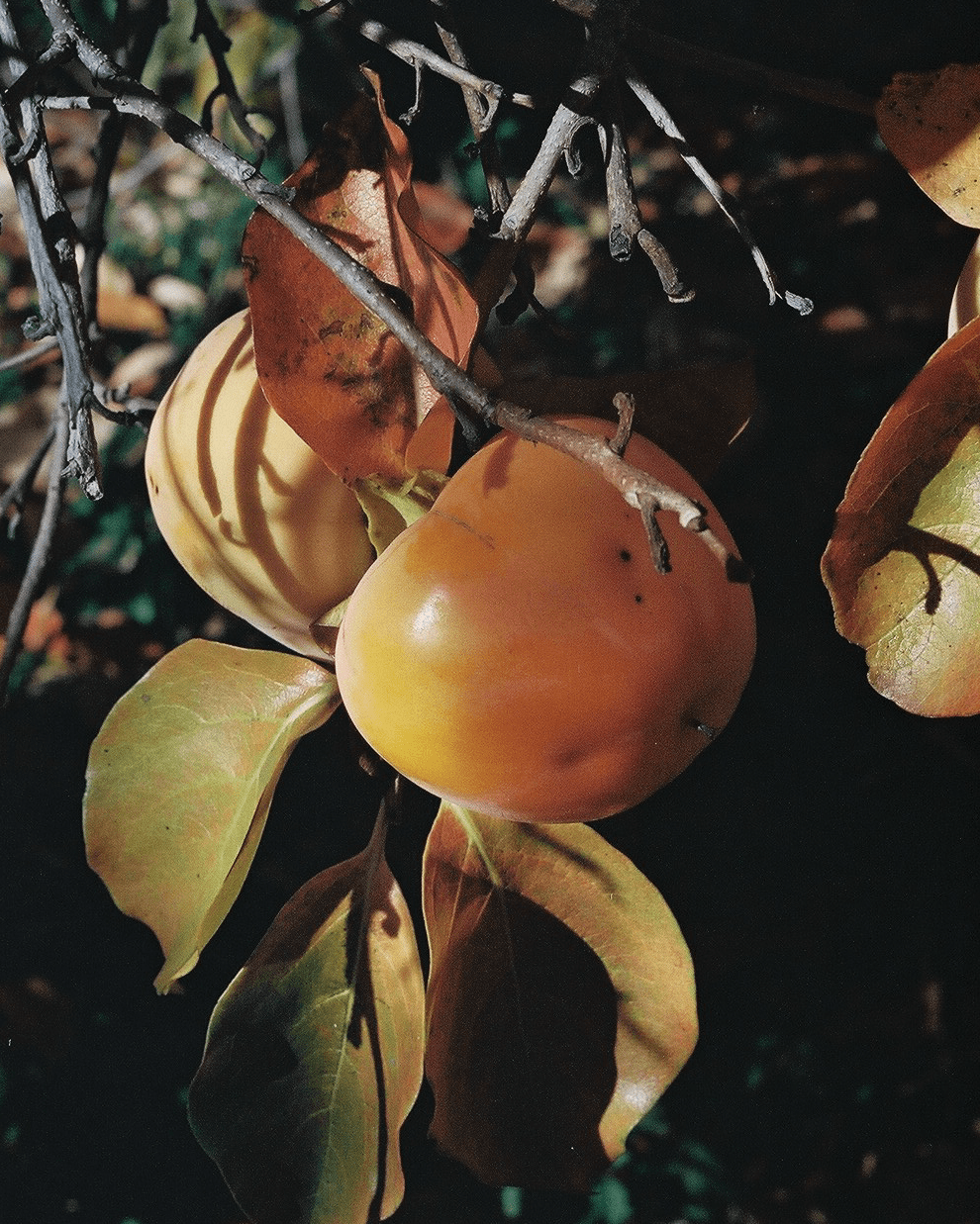 干柿 Hoshigaki: Preserving Persimmons